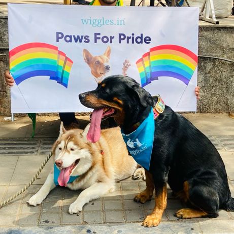 This Pride Month, pet care brand Wiggles walks the talk