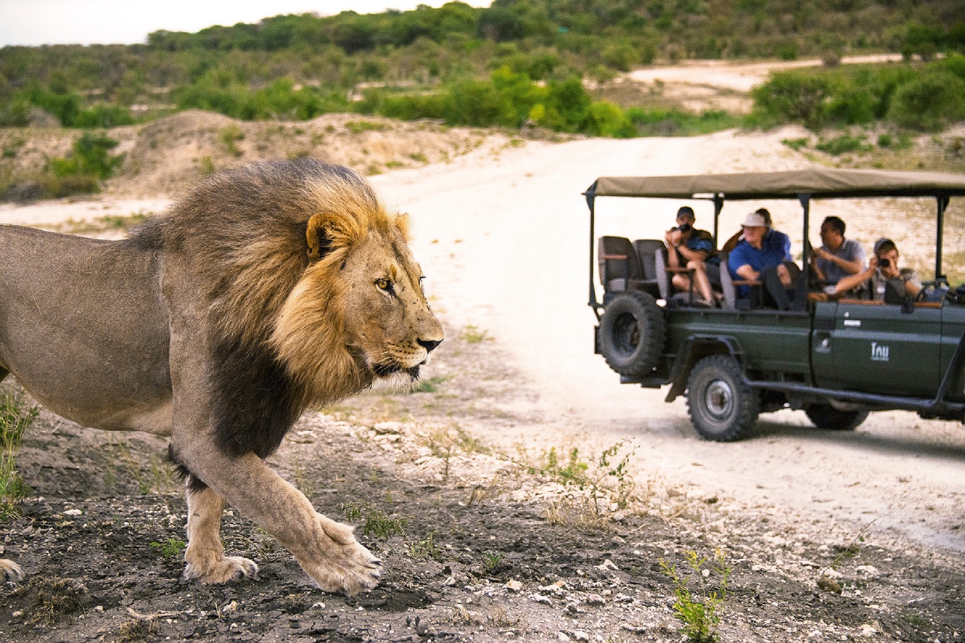 Kruger_Lion Walking