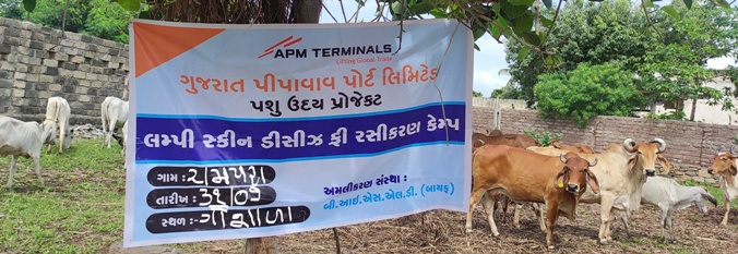 APM Terminals Pipavav initiates Vaccination Drive for livestock in nearby villages