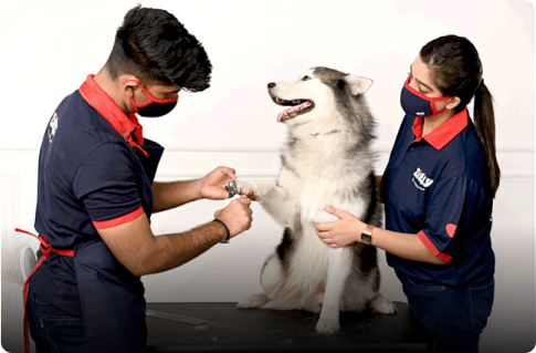 This National Dog Day, Zigly organizes FREE Anti Rabies Vaccine drive across their experience centres