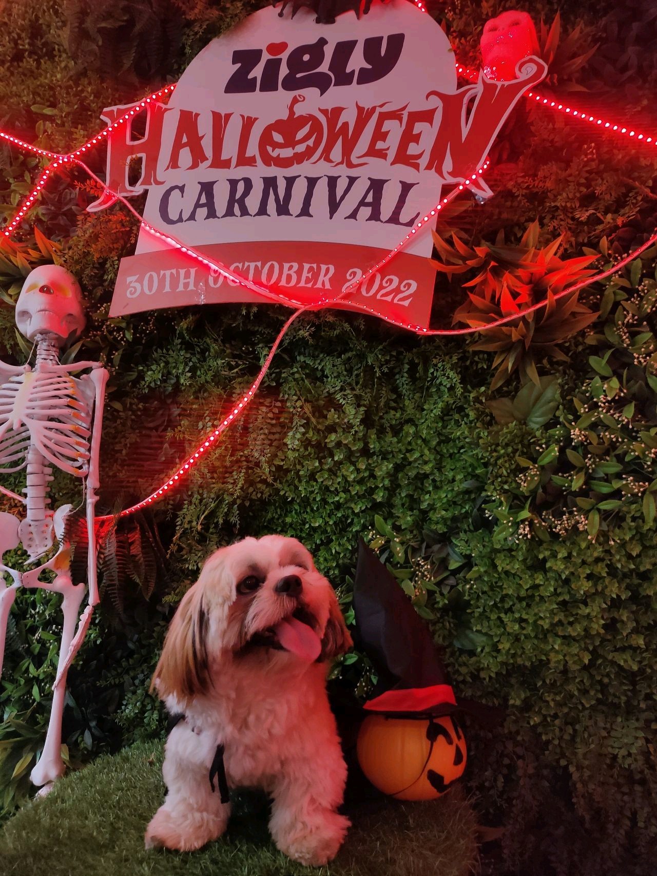 Zigly Halloween Carnival